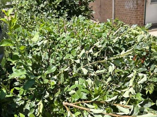 Weeding by Devin Brown for Carolyn L. in Denver, CO