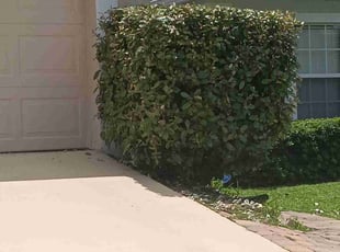Bush Trimming by Terrence Johnson for Brittany G. in Jacksonville, FL