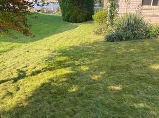 Rena N.'s Yard Cutting service result