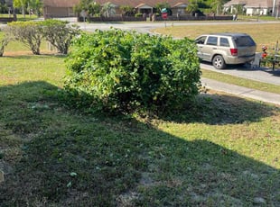 Bush Trimming by Jose Disla; for K M. in Winter Haven, FL