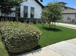 Dianita S.'s Lawn Care service result