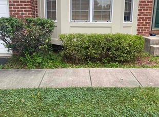 Bush Trimming by Mateo Brown for Michelene T. in Bowie, MD