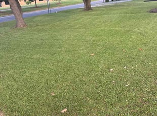 Bush Trimming by Montreal Meeks for Elliott B. in York, SC