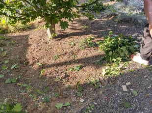 Weeding by Ashley Wood for Charles W. in Vancouver, WA