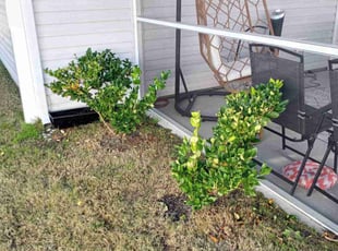 Bush Trimming by Tim Hargett for Corey M. in Charlotte, NC