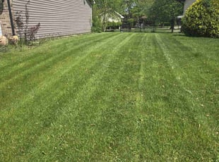 Mariana P.'s Lawn Care service result
