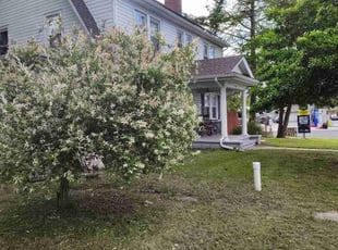 Bush Trimming by Ivy Hannah for Julia G. in Lawrence, NJ