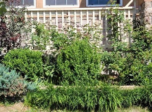 Bush Trimming by Jack McNamee for Barbara J. in Colorado Springs, CO