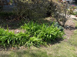 Leaf Removal by Aaron Ford for Adriana R. in Cedarhurst, NY