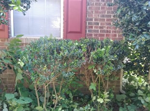 Bush Trimming by Carlos Carrera for Ray W. in Charlotte, NC