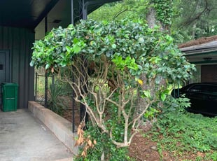Bush Trimming by Taurus Coates for Natacha J. in Atlanta, GA