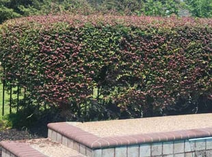 Bush Trimming by Yennifer Campos for Mike B. in Houston, TX