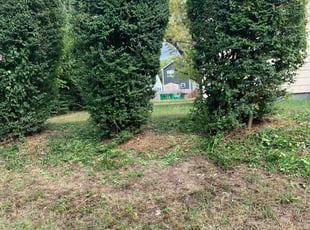 Bush Trimming by Jeff Miller for Rose W. in Richmond, VA