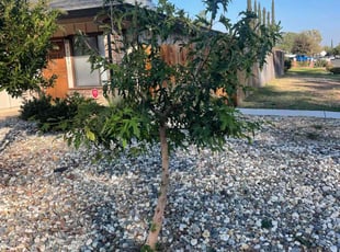 Bush Trimming by Ramon Mojica for Rebecca M. in Sacramento, CA
