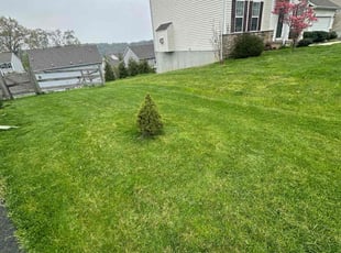 Frank P.'s Lawn Service service result