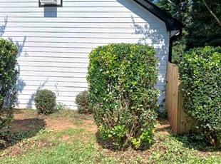 Bush Trimming by Lucas Glover for Thomas D. in Covington, GA