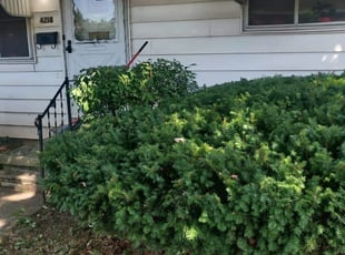 Bush Trimming by Chris Steinhour for Diane D. in Grove City, OH