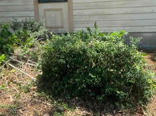 Bush Trimming by Valtoria Sears for Carol G. in Stonecrest, GA