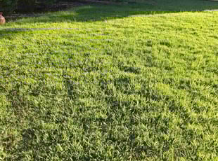 Beatrice G.'s Lawn Service service result