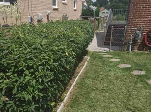 Bush Trimming by Tyrone Wilkins for Patricia B. in Riverdale Park, MD