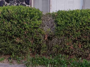 Bush Trimming by Dan Forsythe for Melodie T. in Columbus, OH