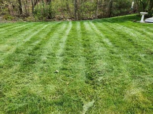 Rosa T.'s Lawn Care service result