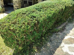 Bush Trimming by Erik Hurley for Greg H. in Washington, PA