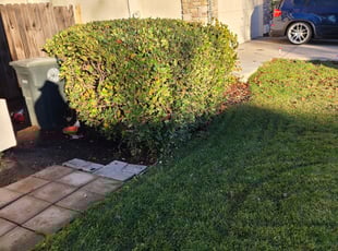 Bush Trimming by Juan Rodriguez for Marilee N. in Elk Grove, CA
