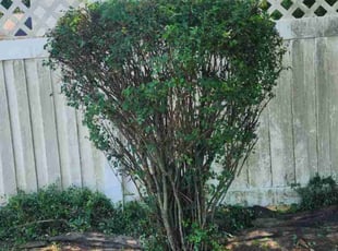 Bush Trimming by Edd Toro Sr for Ronald N. in Harrisburg, PA