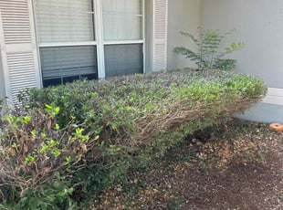 Bush Trimming by Patrick Paul for James J. in Minneola, FL