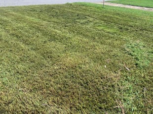 Patrice W.'s Lawn Mowing service result