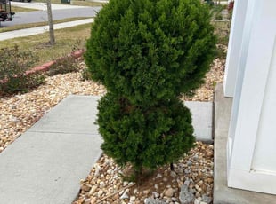 Bush Trimming by Mark Collins for Robert g. in Jacksonville, FL