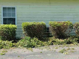 Bush Trimming by Michael Porcelli for Brooke M. in Wilmington, NC