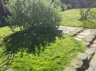 Hazel B.'s Lawn Mowing service result