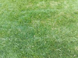 Cleanups by Tylon Newcomb for Christina P. in Aurora, CO