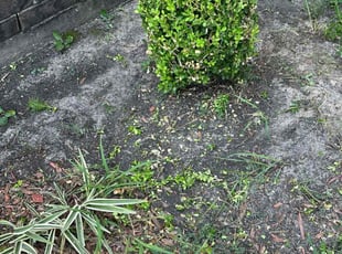 Bush Trimming by Roberto Pena for Richard R. in Spring, TX