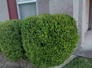 Bush Trimming by Gustavo Camarillo Olmos for Westley M. in Reno, NV