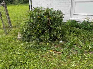 Bush Trimming by Destiny Kelly for Takya B. in Huntsville, AL