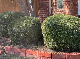 Bush Trimming by Rosa Valencia for Carlos H. in Frisco, TX
