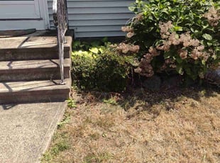 Bush Trimming by Matthew Spinelli for Patricia C. in Milford, CT