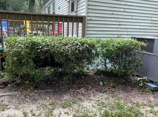 Bush Trimming by Ronald Wade for James P. in Tallahassee, FL