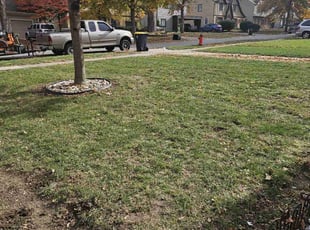 Leaf Removal by Cameron Lewis for Cary J. in Kansas City, MO