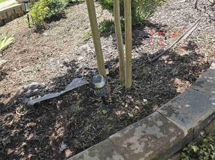 Weeding by Mayra Seliceo for Prabhu S. in Apex, NC