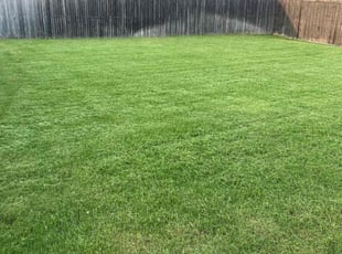 Dilyah A.'s Lawn Maintenance service result