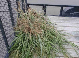 Weeding by Robert Camacho for Marcus W. in San Marcos, TX