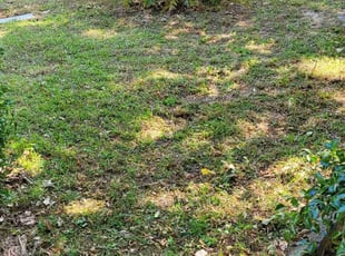 Weeding by Angel Kelley for Kenzie H. in Jonesboro, GA