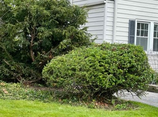 Bush Trimming by Kevin Wright for Atwood G. in Shaker Heights, OH