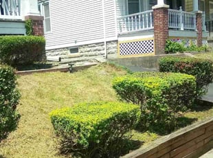 Bush Trimming by William "Bill" Allen for Jermaine S. in Albany, NY