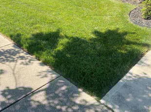Matthew j.'s Yard Cutting service result