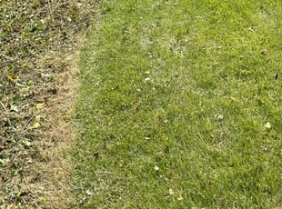 Weeding by Mark Petrick for Roman G. in New Kensington, PA